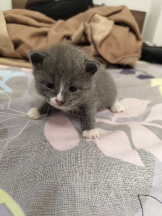 отдам котят вислоухие