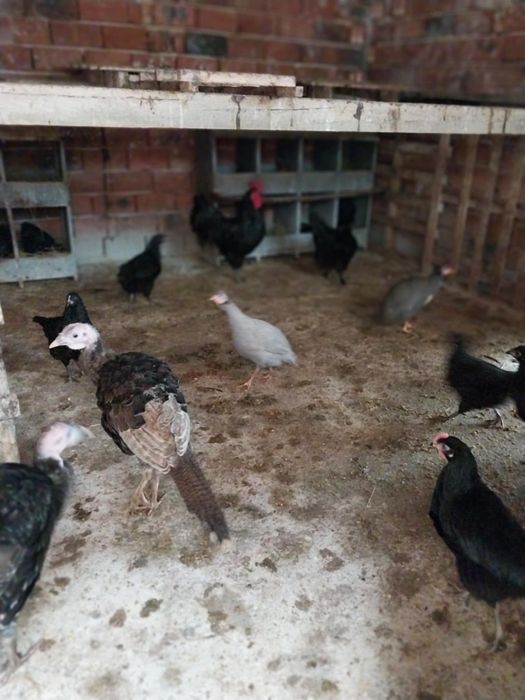 Ярки На 3 месеца и 2пуйчета на 3месеца