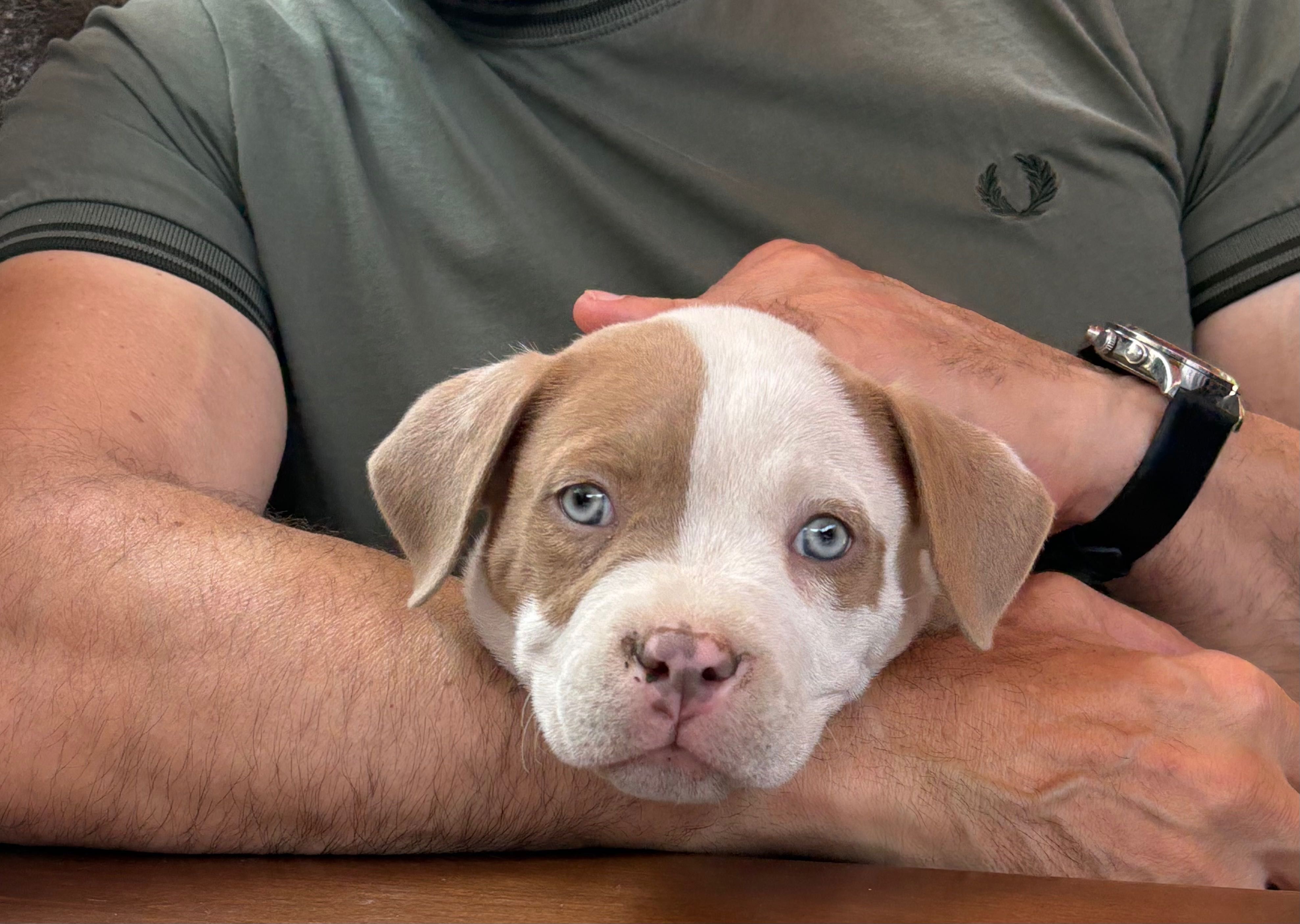 American bully pocket бебе