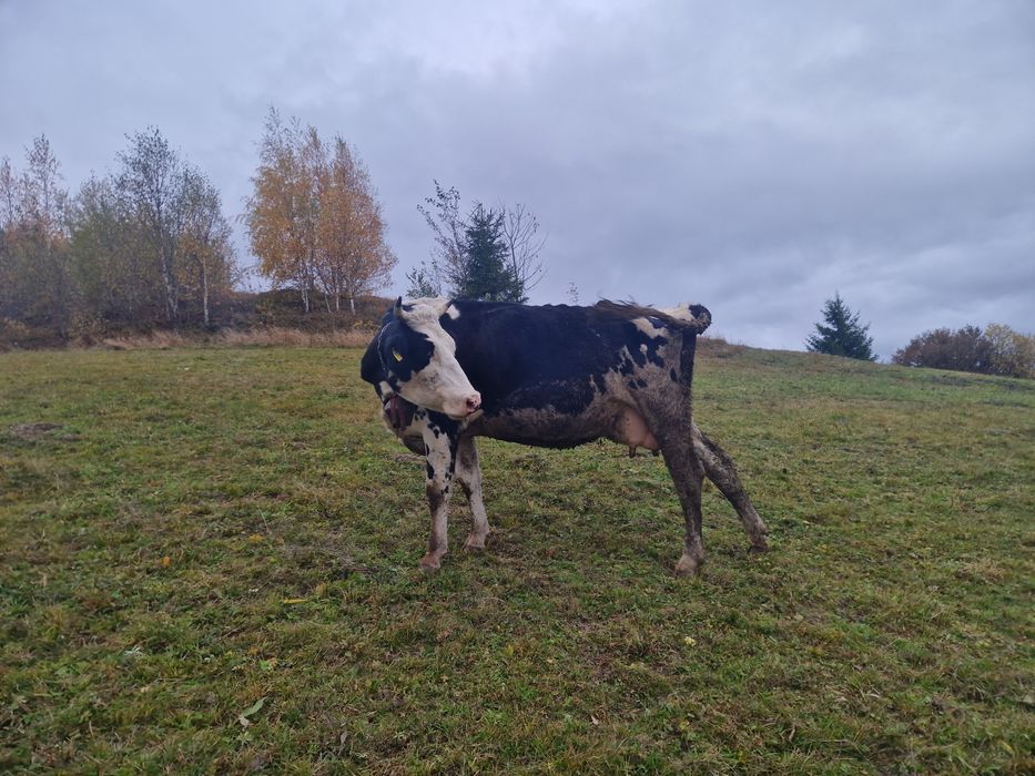 Vaca de 6 ani holstein