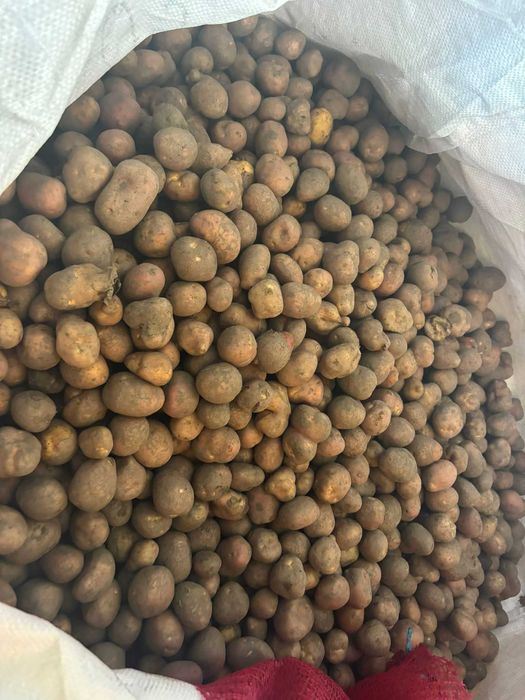 Cartofi alb, nesortati, mare si samanta in biguri