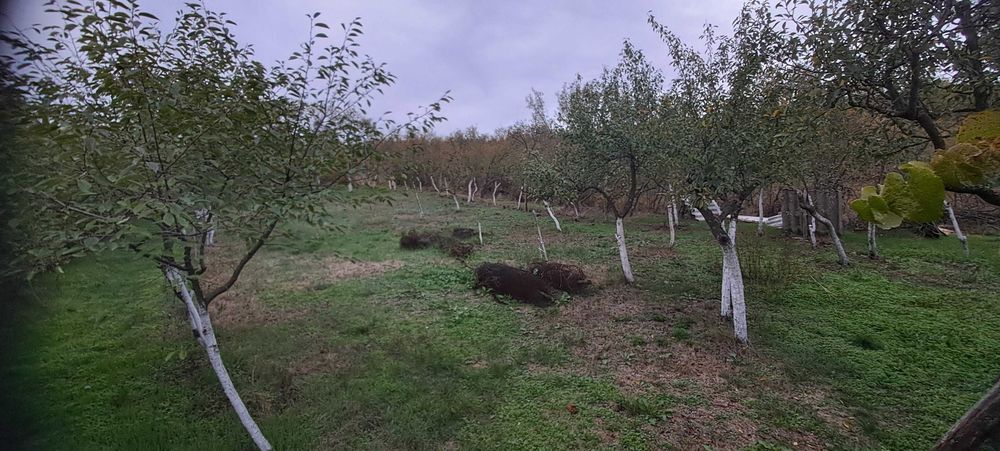Casă de vânzare-Colonesti-sau schimb cu garsonieră in Slatina
