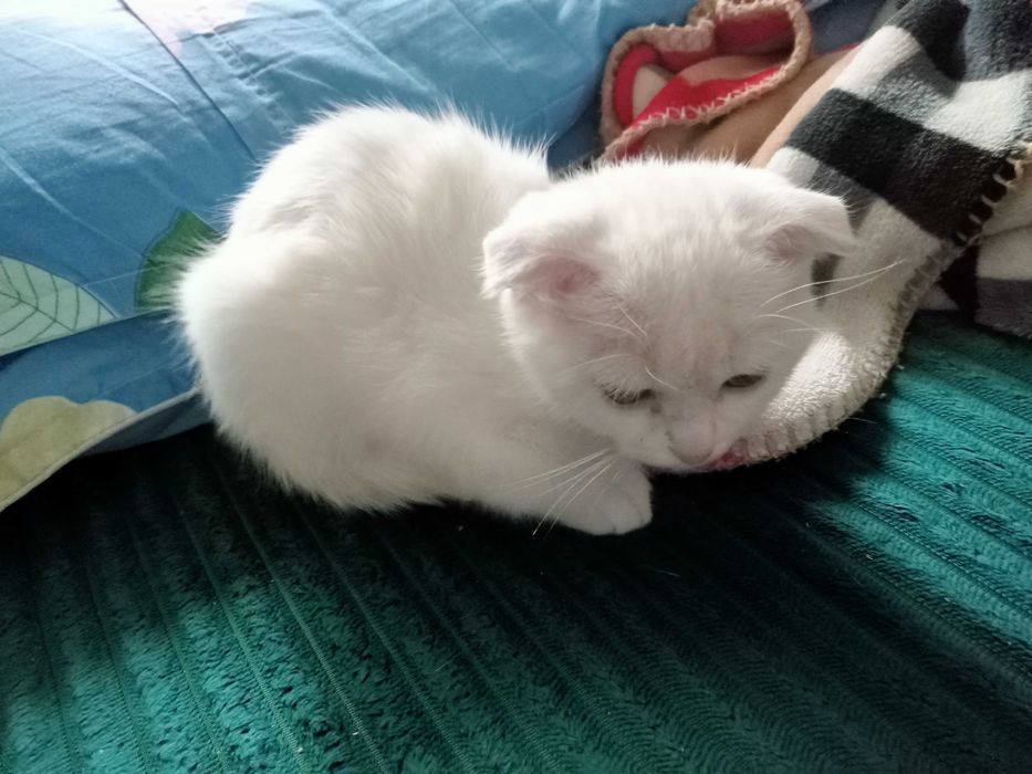 Белый вислоухий котенок