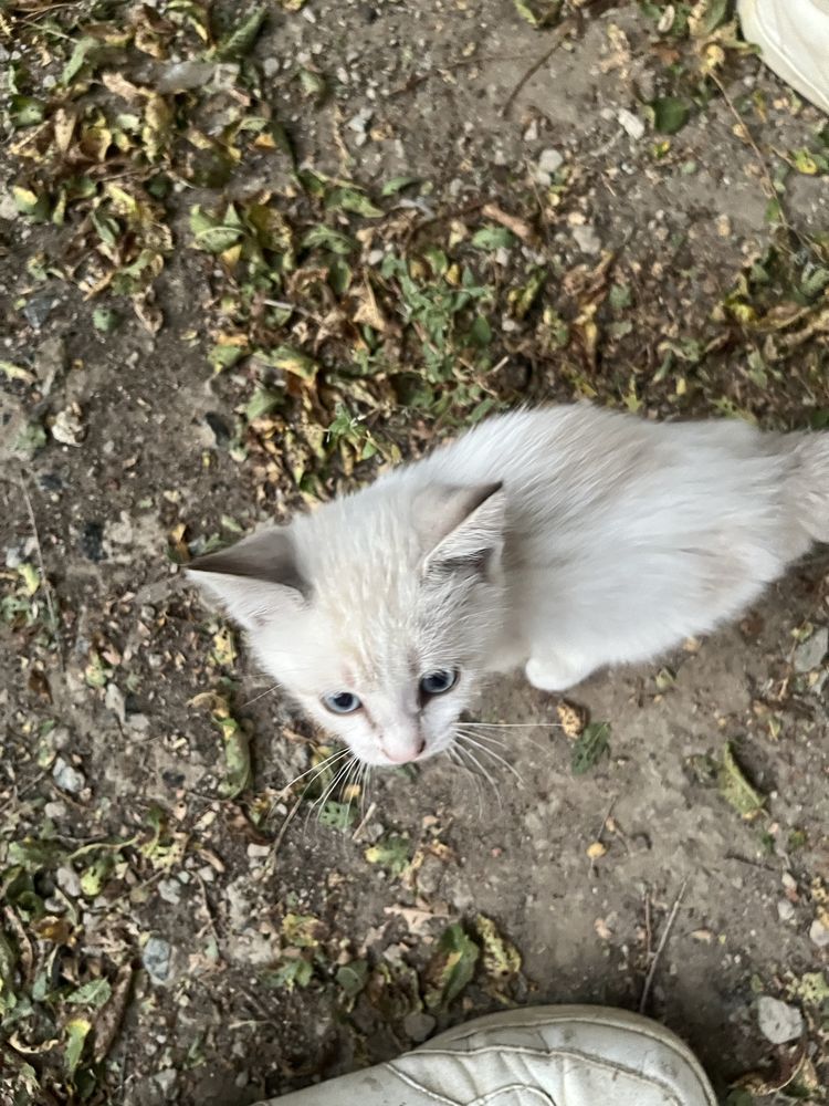милые котята белые