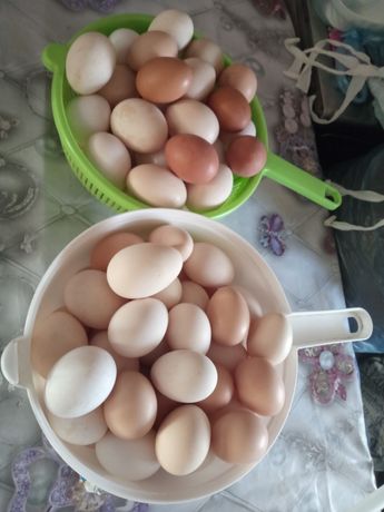 Продам домашние яйца,всегда свежее