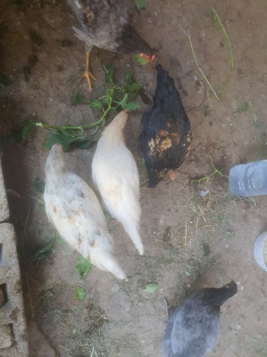 Паранда сотилади