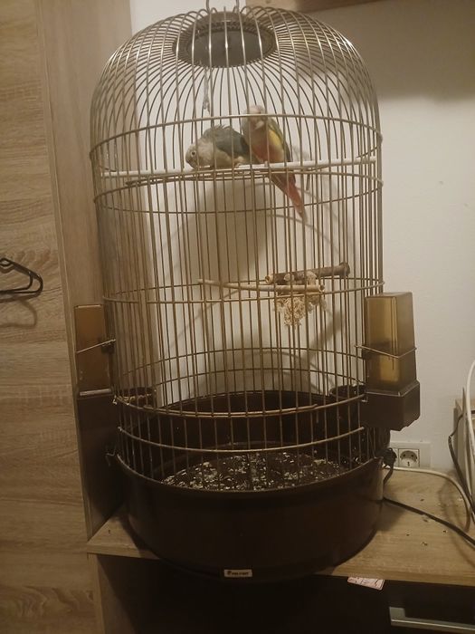 Cusca papagali model deosebit adusă din Franța