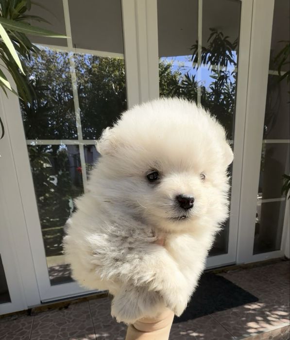 Pui spitz pomeranian superbi