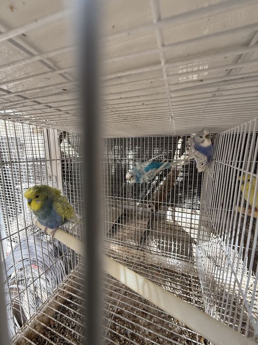 Продаю попугай бабочки