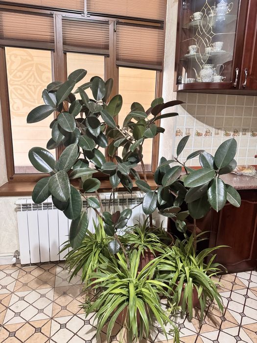 Цветы от 100 000 сум