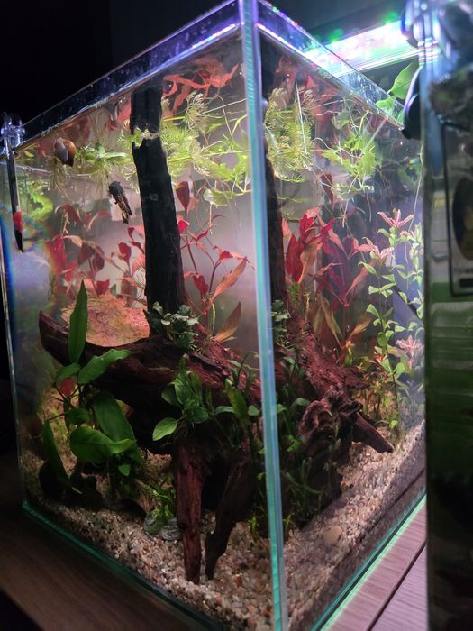 Acvariu complet 25L cu peste Betta Halfmoon, melc Pomaceea,neocaridina