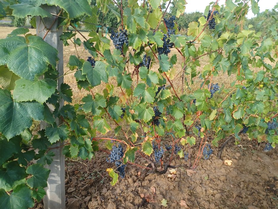 Vând struguri pentru vin