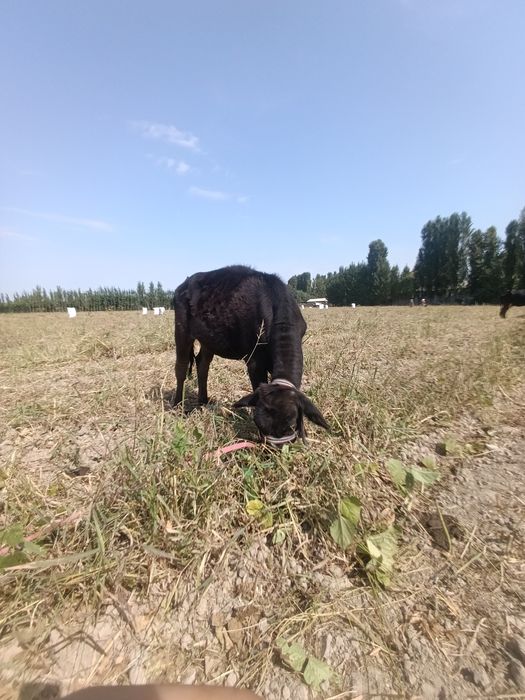 Sotiladi! Zoʻr buzoq