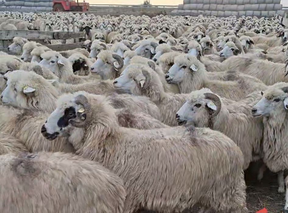 Vând  700  oi  . Dăm  si  pe  ales
