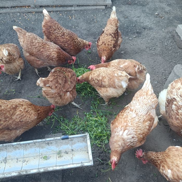 Vând găini ouătoare