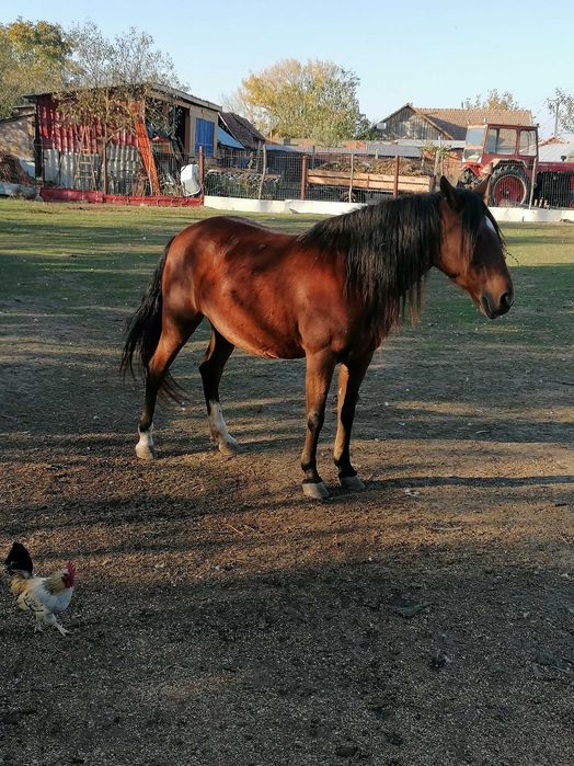 Doua iepe de vânzare