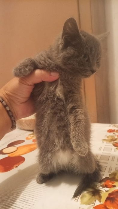 Ищу любящих хозяев для кошечки