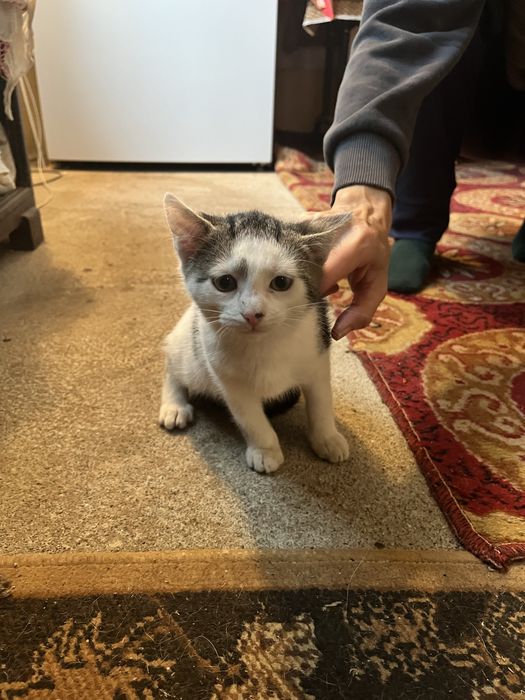 Donez pui de pisică