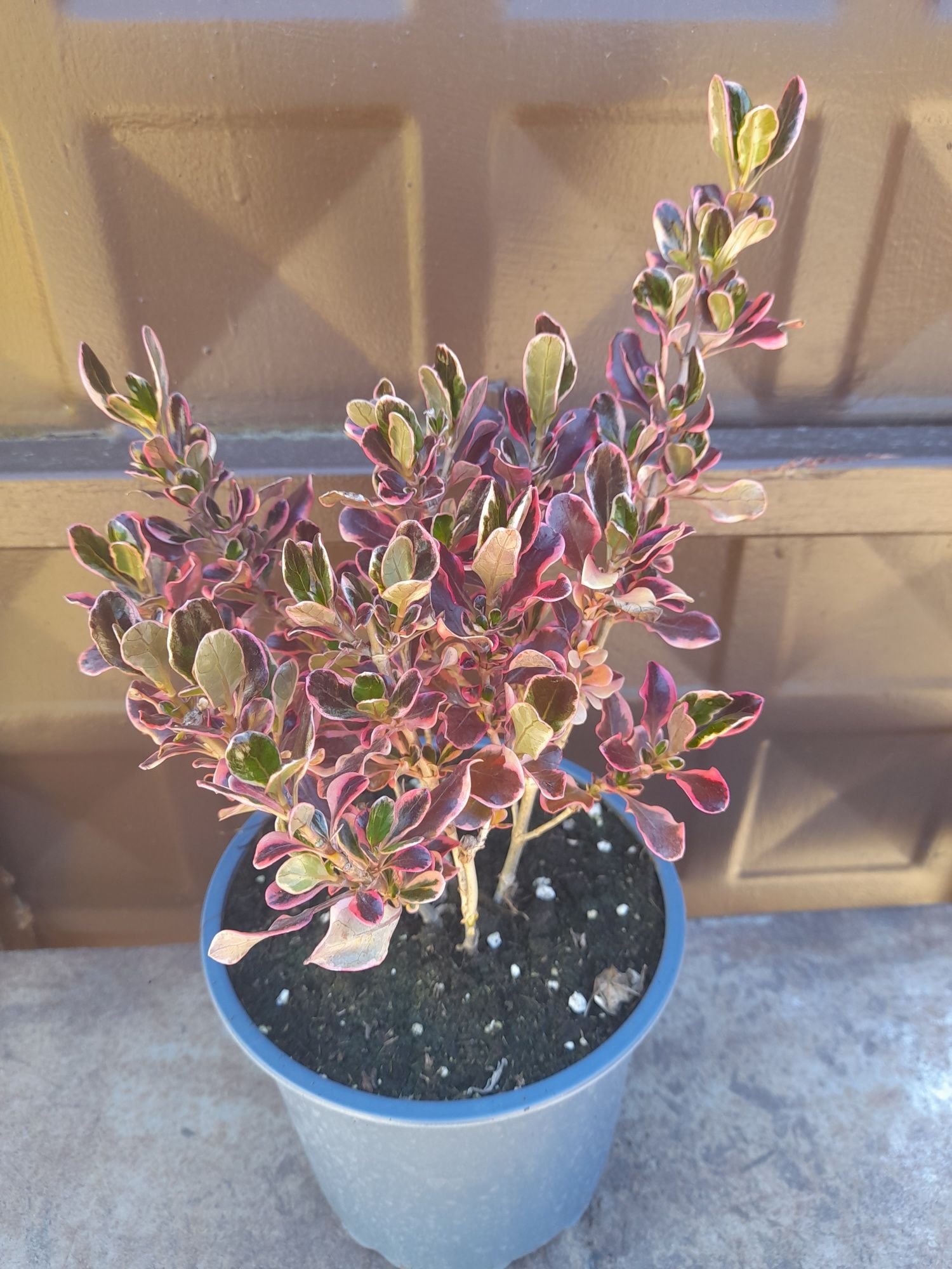 Копросма (Coprosma 'Eclipse')