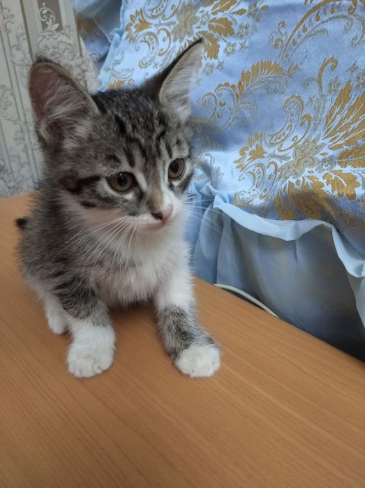 Отдаются котята в добрые ручки