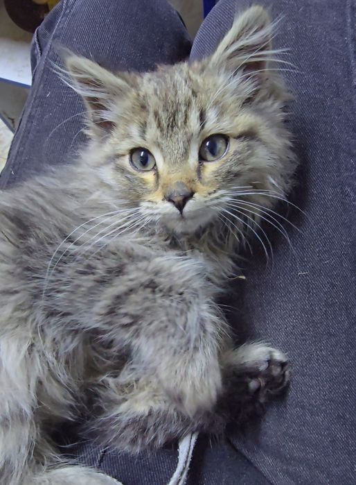 Котенок 3 месяца