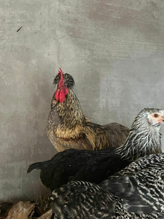 Петух Русская Хохлатая