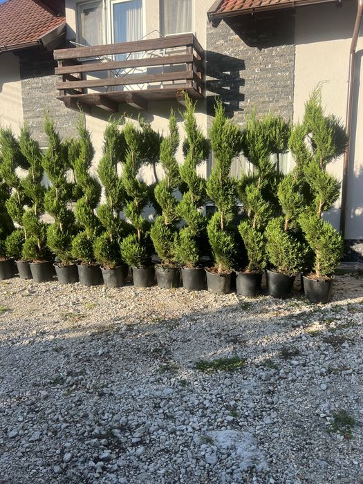 Plante ornamentale de orice specie