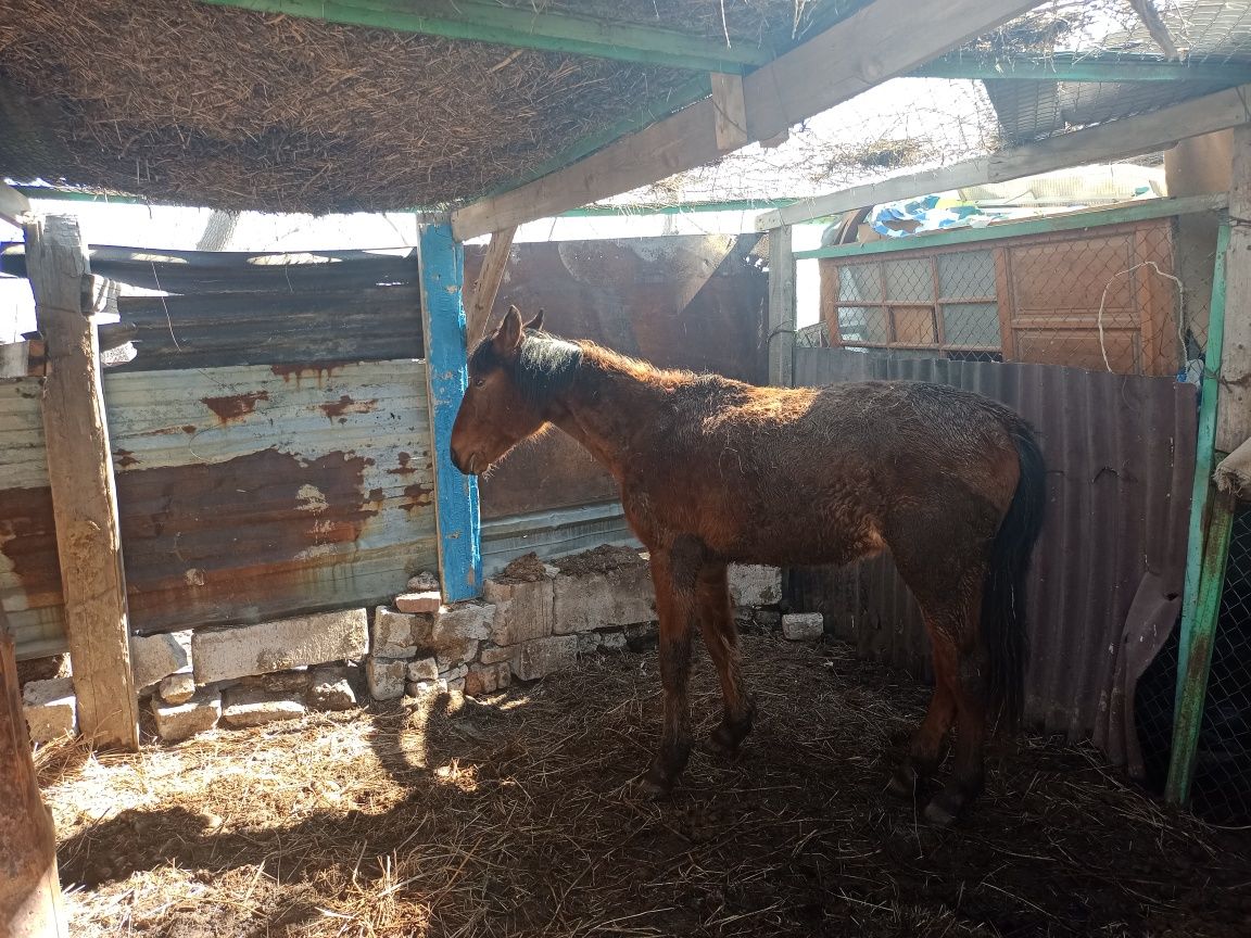 Тай еркек продается