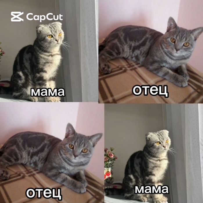 Продаю котят чстокровных шотландский котят