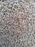 Triticale și grâu pentru semănat