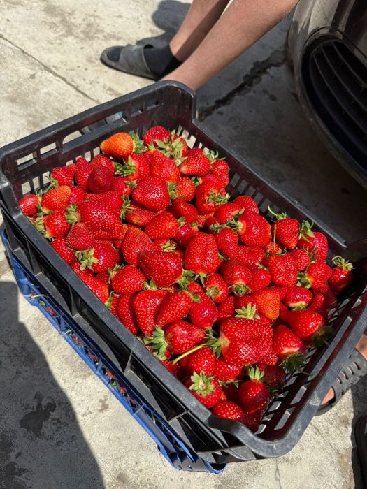 Vand stoloni de capsuni