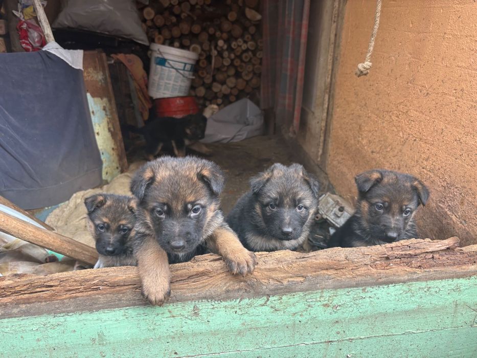 Продавам немски овчарки