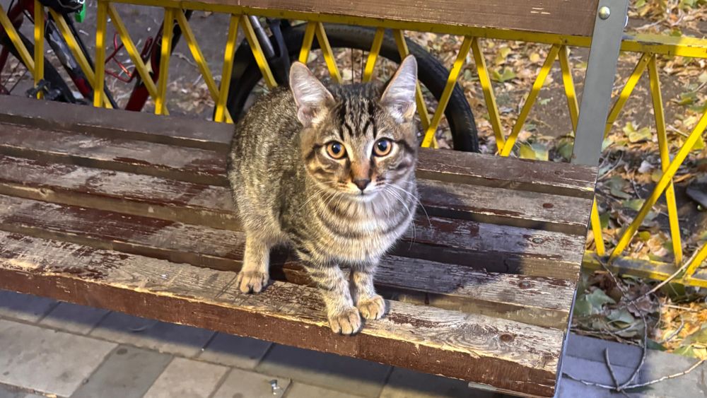 Котенок ищет дом