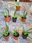 Aloe Vera Barbadensis