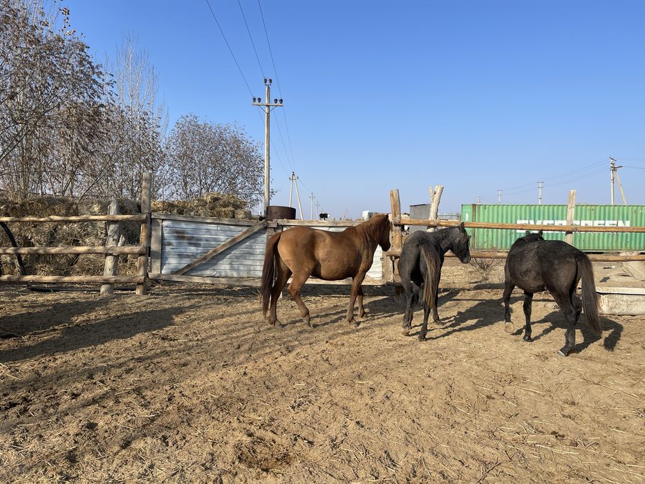 Сатылады, 4 бас тай 1 бие