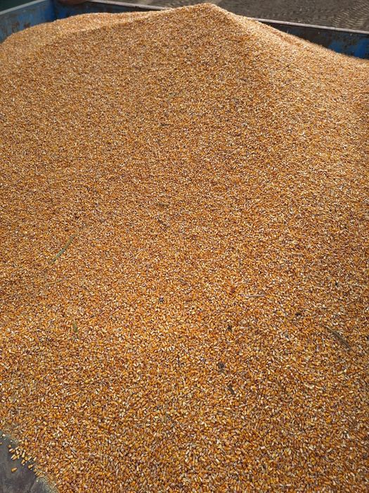 Vând porumb, recoltat în anul 2025, calitate superioara , preț 1,2 kg