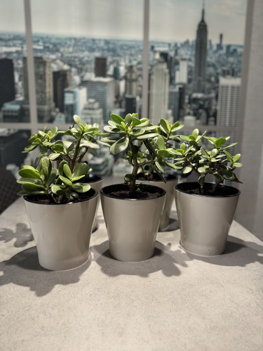 Денежное дерево(толстянка)