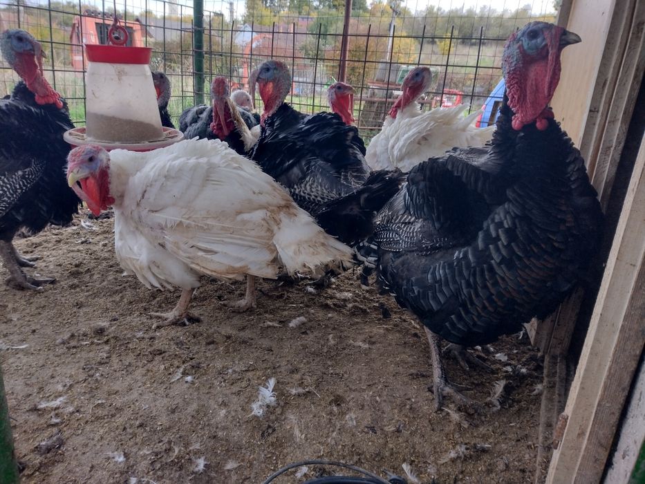 Vând curcani de carne crescuți în sistem  gospodăresc