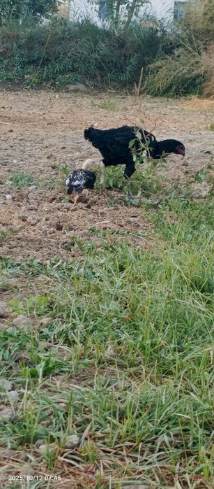 Куланги макиён жужалари билан сотилади