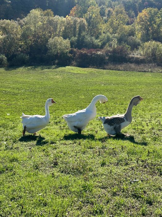 Vând gâște holmogor