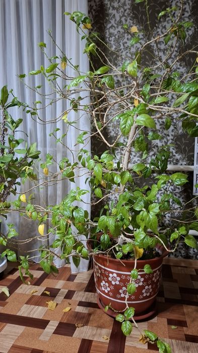 Китайская  роза  высота 1.5 метра