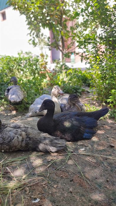 Nemetiski indautka Jojalari