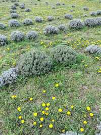 Vând butași și tufe Lavanda Angustifolia