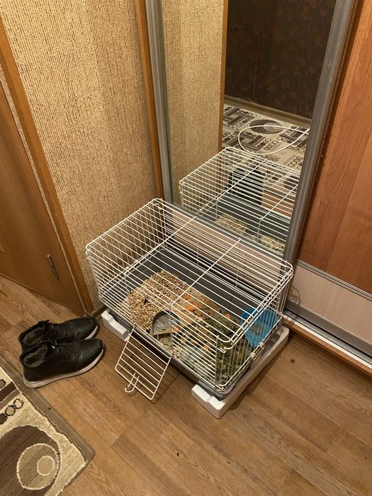 Кролики декоративный