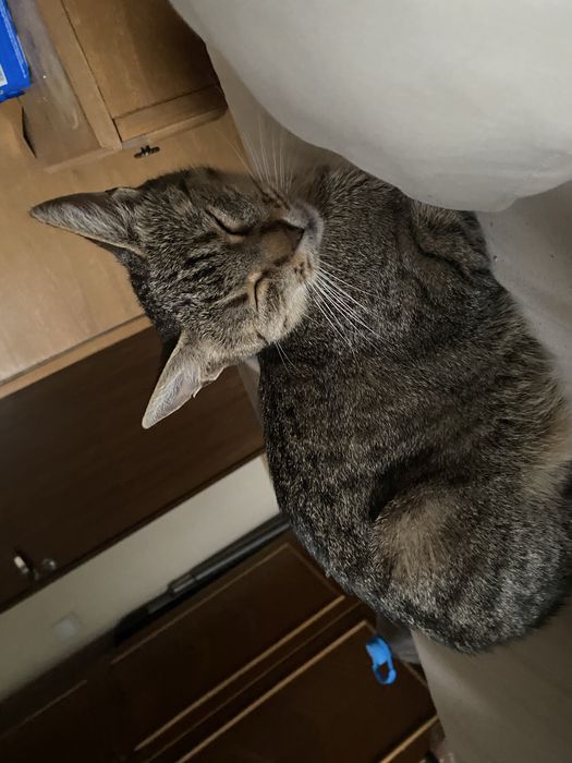 Donez 4 pui de pisica+mama. GRATUIT