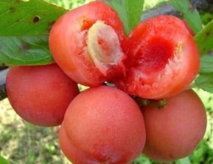 Prun (Soiul Jamaica )