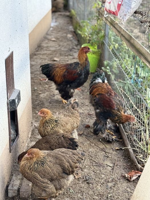 Brahma Potarnichiu 2025 familie 5+2