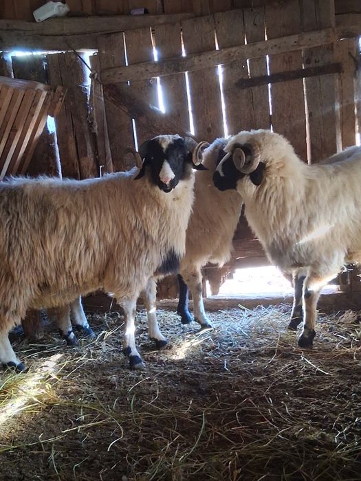 Berbecuti de vanzare