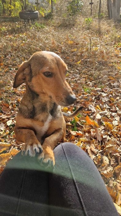 Dau spre adoptie femela tekel oradea