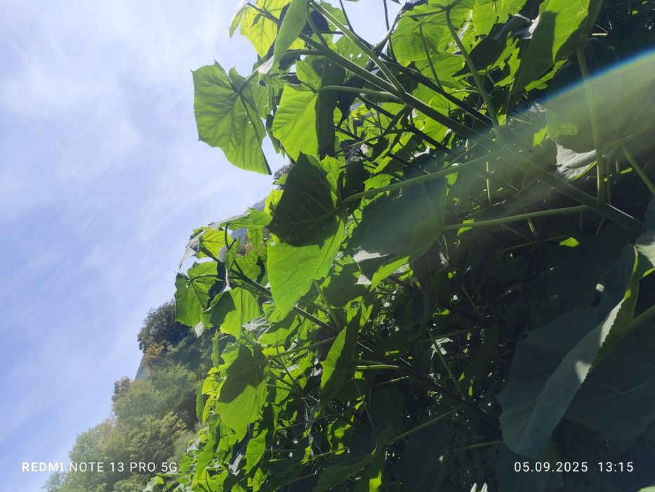 Butași de Paulownia